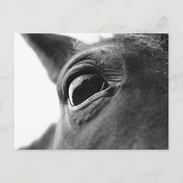 Eye of pony 1 postcard (Front)
