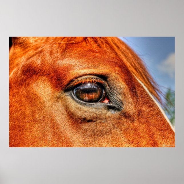 Eye of Red Dun Mare Horse Equine Photo Poster (Front)