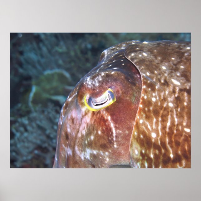 Eye of the Cuttlefish Poster (Front)
