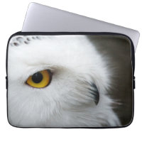 Eye of the Owl