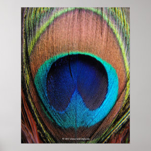 Eye of the Peacock Feather Close-Up Poster