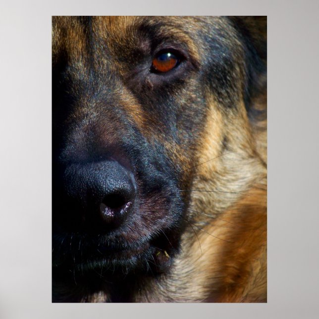 Eye of the Shepherd Fine Art Prints (Front)