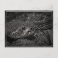eye of the snake