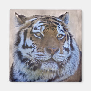 Eye of the Tiger Magnet