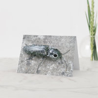 Eyed Elder Click Beetle Note Card