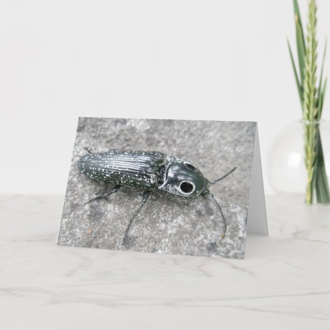 Eyed Elder Click Beetle Note Card (Front)