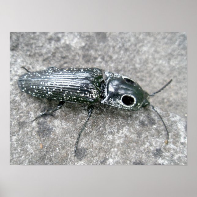 Eyed Elder Click Beetle Poster (Front)