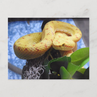 Eyelash Viper Announcement Postcard