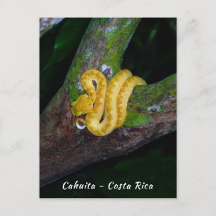 Eyelash viper in Punta Cahuita - Costa Rica Postcard