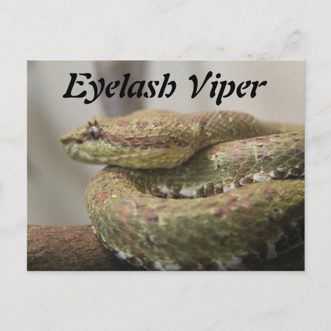 Eyelash Viper Postcard (Front)