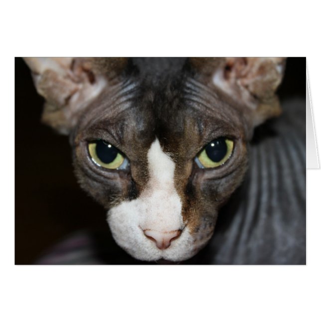 Eyes looking at you! (Front Horizontal)