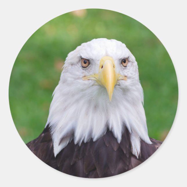 Eyes of a Bald Eagle Classic Round Sticker (Front)