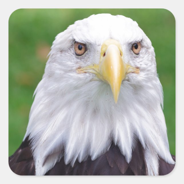 Eyes of a Bald Eagle Square Sticker (Front)