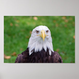 Eyes of an Eagle Poster