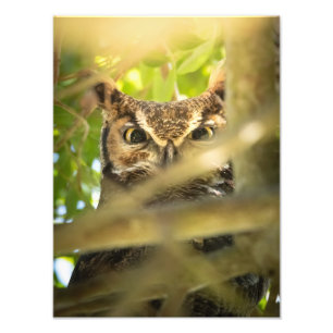 Eyes of the Forest (Great Horned Owl) Photo Print