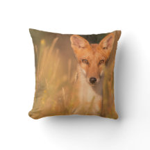 Eyes of the Wild Red Fox Wildlife Photography
