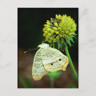 Eyes on You Postcard