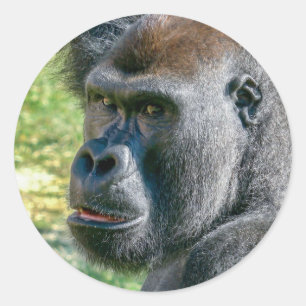 Eyes That Listen – Lope the Gorilla Classic Round Sticker