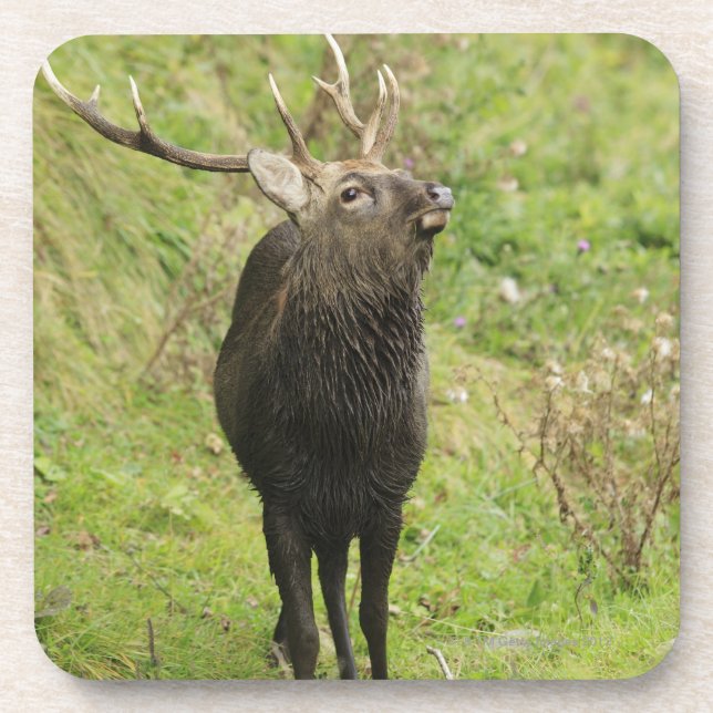 Ezo Deer Coaster (Front)