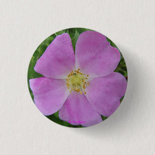 F11 Prairie Wild Rose "Rosa arkansana" 3 Cm Round Badge