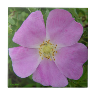 F11 Prairie Wild Rose "Rosa arkansana" Ceramic Tile
