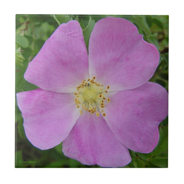 F11 Prairie Wild Rose "Rosa arkansana" Ceramic Tile (Front)