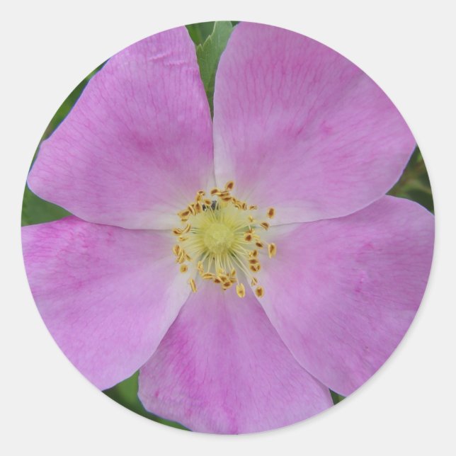 F11 Prairie Wild Rose "Rosa arkansana" Classic Round Sticker (Front)