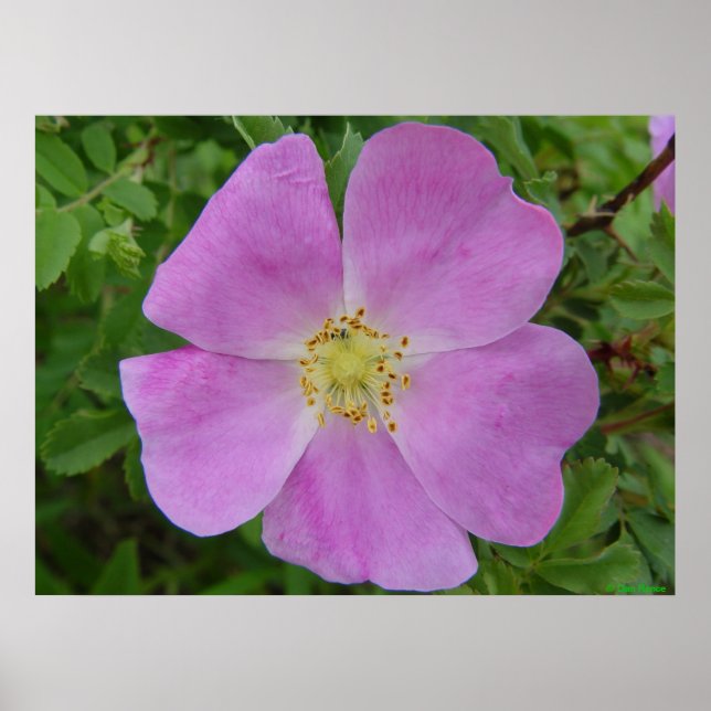 F11 Prairie Wild Rose "Rosa arkansana" Poster (Front)