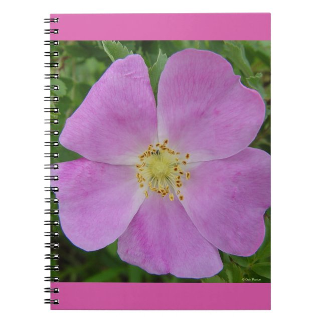 F11 Wild Rose "Rosa arkansana" Notebook (Front)