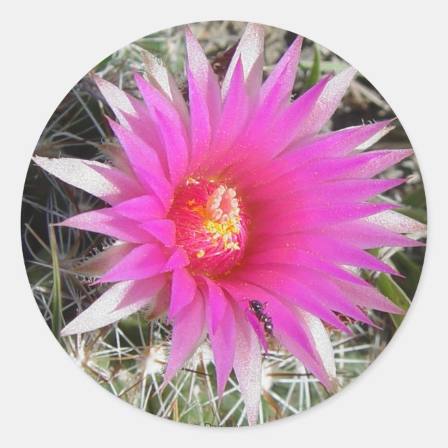 F12 Ball Cactus "Escobaria vivipara" Classic Round Sticker (Front)
