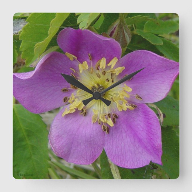F13 Alberta Wild Rose Prickly Rose Square Wall Clock (Front)