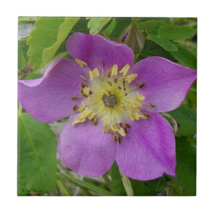 F13 Alberta Wild Rose Prickly Rose Tile