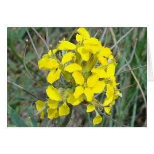 F14 Yellow Wildflowers