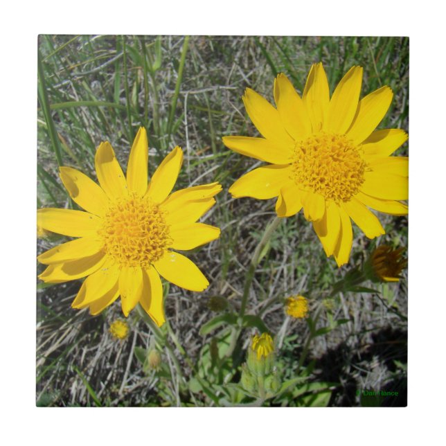 F15 Yellow Wildflowers Sneezeweed Ceramic Tile (Front)
