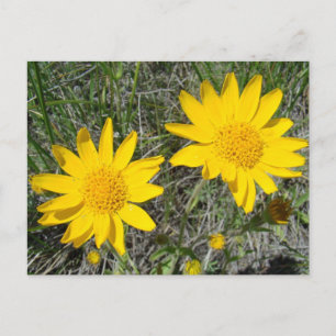 F15 Yellow Wildflowers Sneezeweed Postcard