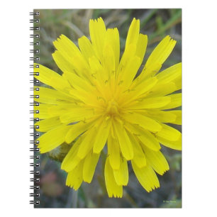 F16 Yellow Wildflower King devil Notebook
