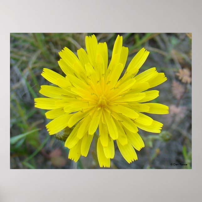 F16 Yellow Wildflower King Devil Poster (Front)