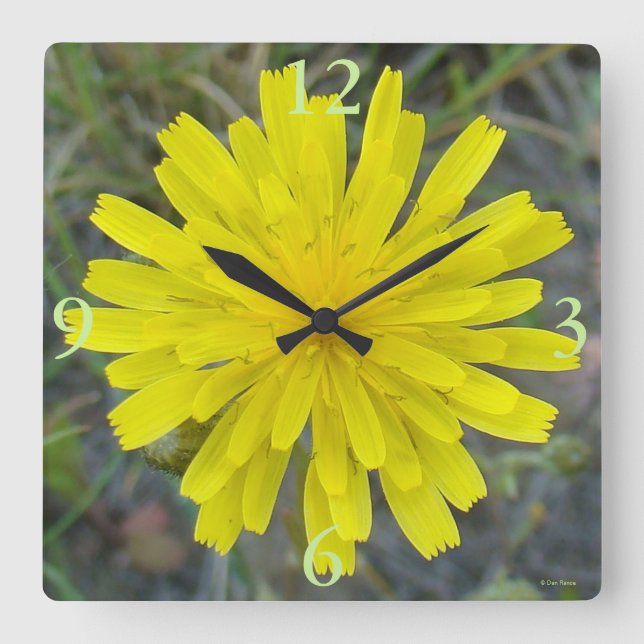F16 Yellow Wildflower King devil Square Wall Clock (Front)
