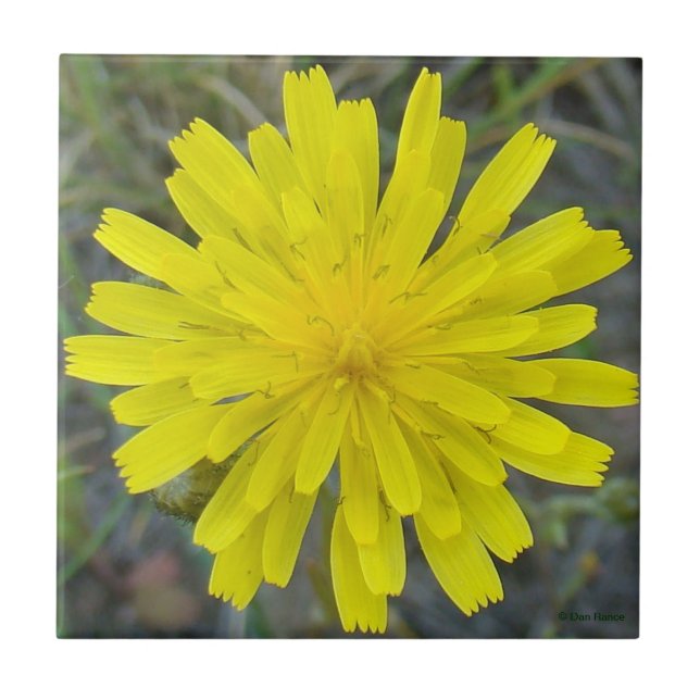 F16 Yellow Wildflower King Devil Tile (Front)
