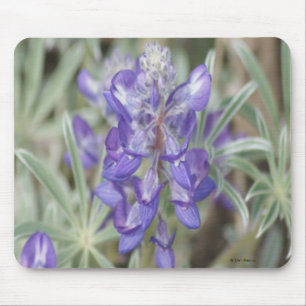 F18 Purple Wildflower Annual Lupine Mouse Pad