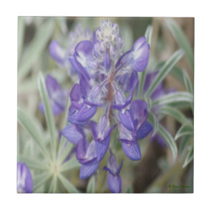 F18 Purple Wildflowers Annual Lupine Tile