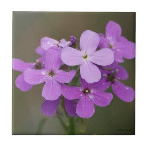 F19 Purple Wildflowers Dames Rocket Tile