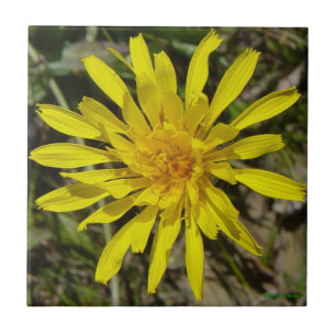 F21 Yellow Wildflower Narrow-leaved Hawks-beard Ceramic Tile