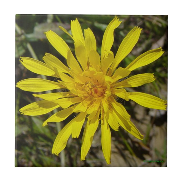 F21 Yellow Wildflower Narrow-leaved Hawks-beard Ceramic Tile (Front)