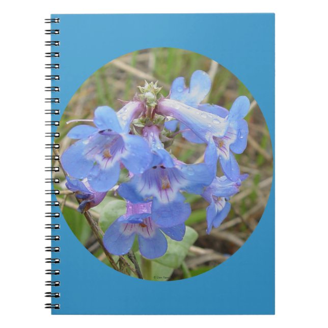 F28 Blue Wildflowers Slender Blue Bearedtongue Notebook (Front)