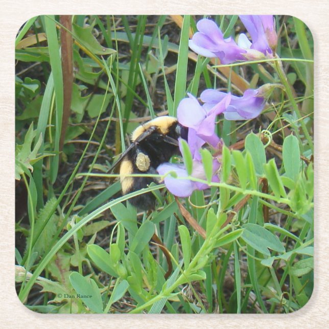 F2 Bee on Purple Wildflower Square Paper Coaster (Front)