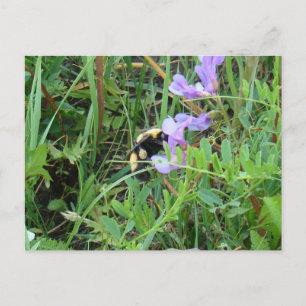 F2 Bee on Purple Wildflowers Postcard