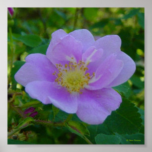 F37 Wild Rose Poster