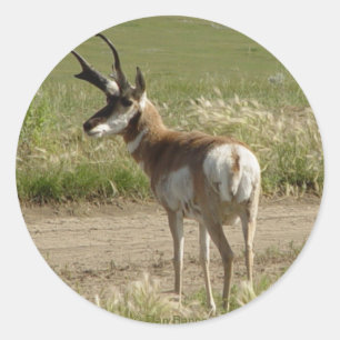 F39 Pronghorn Antelope Buck Classic Round Sticker