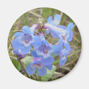 F3 Blue Wildflowers Slender Blue Beardtongue Magnet